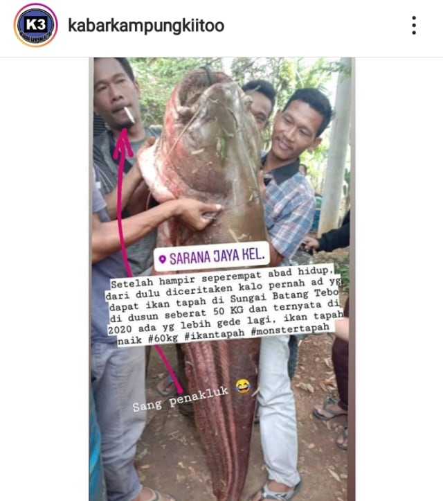 Detail Gambar Ikan Tapa Nomer 39