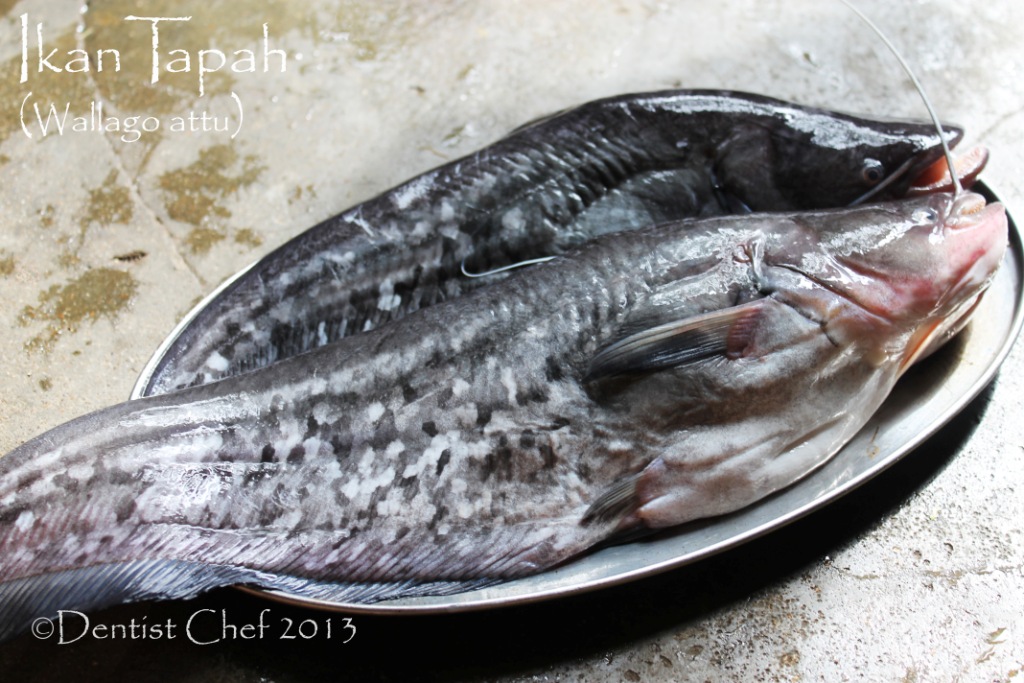 Detail Gambar Ikan Tapa Nomer 52