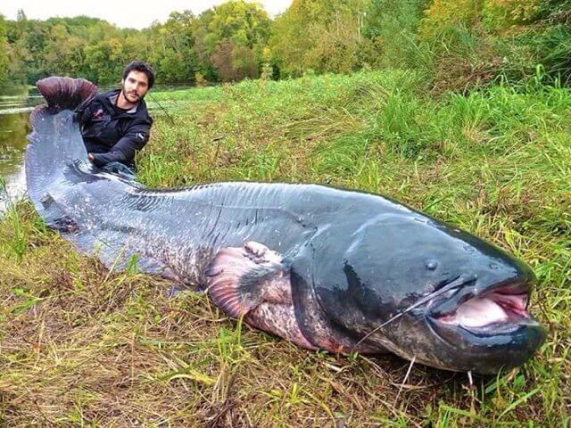 Detail Gambar Ikan Tapah Terbesar Nomer 23