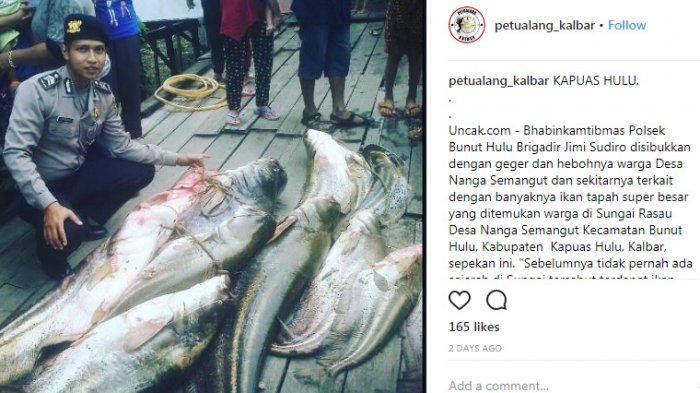 Detail Gambar Ikan Tapah Terbesar Nomer 27