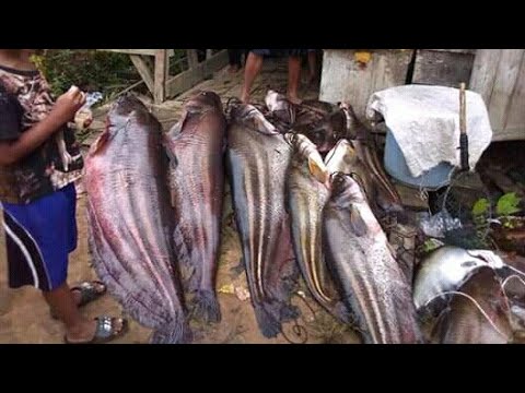 Detail Gambar Ikan Tapah Terbesar Nomer 4