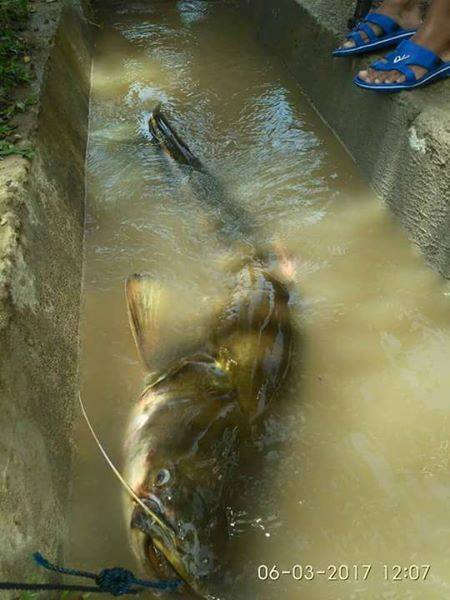 Detail Gambar Ikan Tapah Terbesar Nomer 30