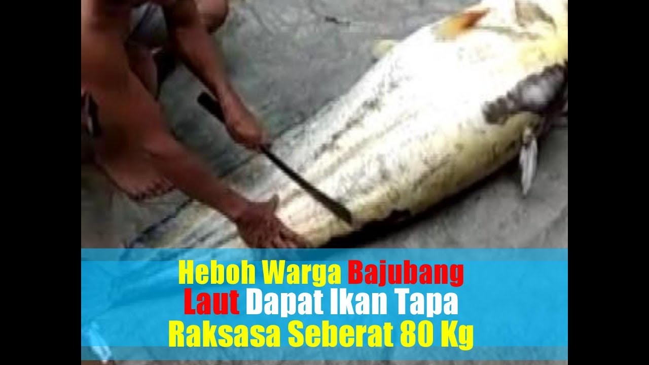 Detail Gambar Ikan Tapah Terbesar Nomer 35