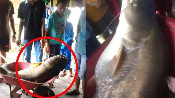 Detail Gambar Ikan Tapah Terbesar Nomer 42