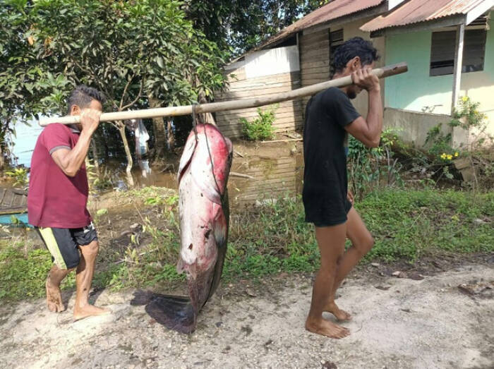 Detail Gambar Ikan Tapah Terbesar Nomer 48