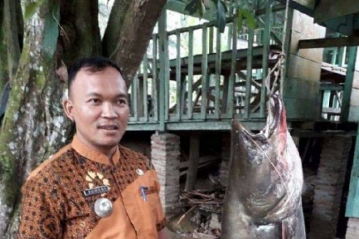 Detail Gambar Ikan Tapah Terbesar Nomer 52