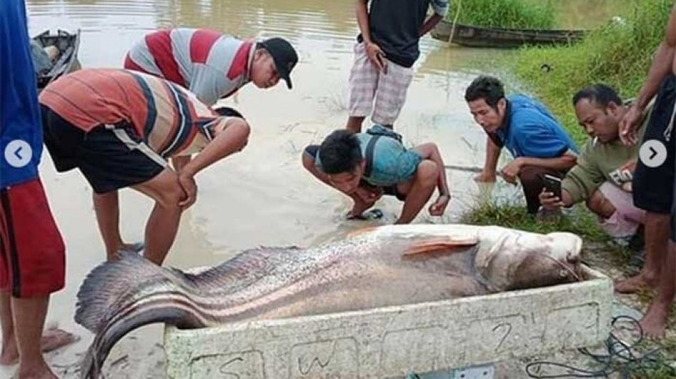 Detail Gambar Ikan Tapah Terbesar Nomer 7