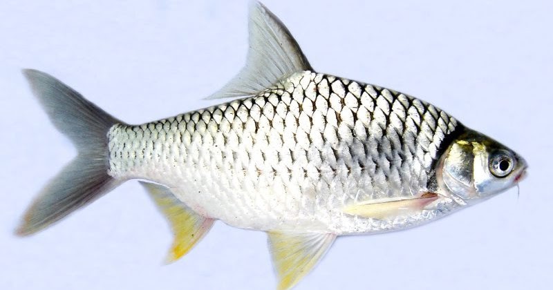Gambar Ikan Tawes - KibrisPDR