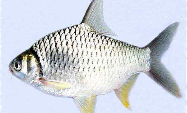 Detail Gambar Ikan Tawes Nomer 2