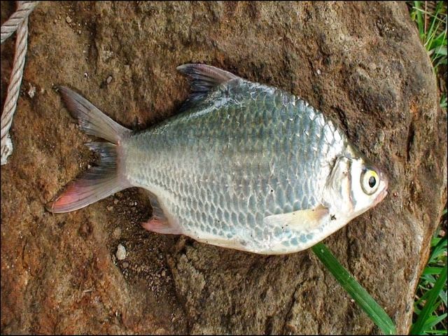 Detail Gambar Ikan Tawes Nomer 11