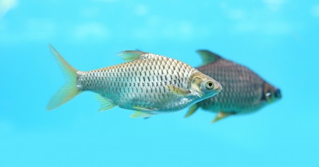 Detail Gambar Ikan Tawes Nomer 12