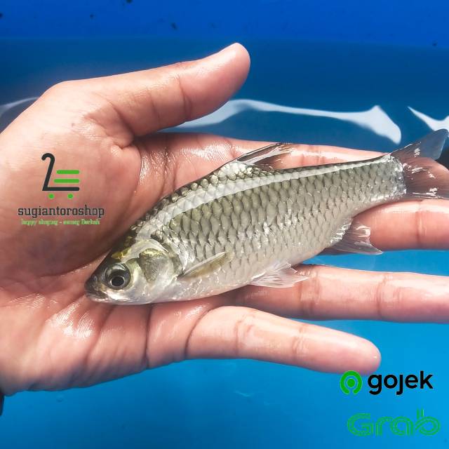 Detail Gambar Ikan Tawes Nomer 13