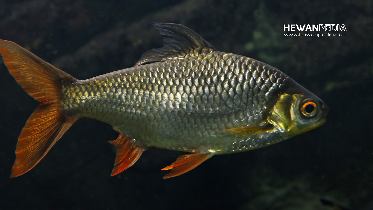Detail Gambar Ikan Tawes Nomer 14