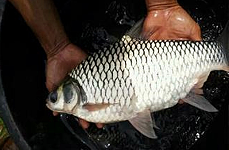 Detail Gambar Ikan Tawes Nomer 15