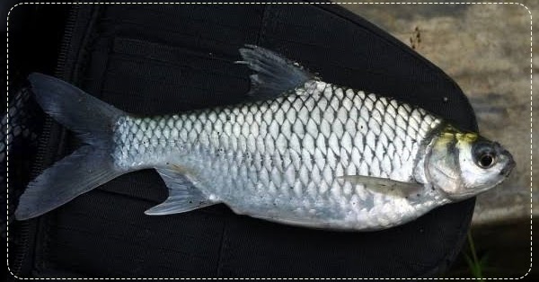 Detail Gambar Ikan Tawes Nomer 16