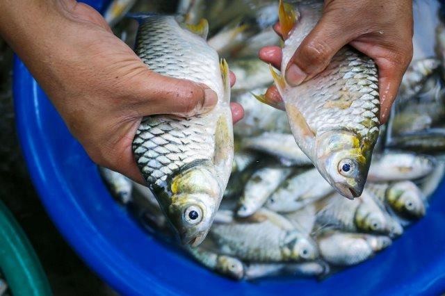 Detail Gambar Ikan Tawes Nomer 17