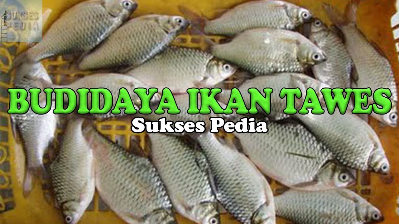 Detail Gambar Ikan Tawes Nomer 18