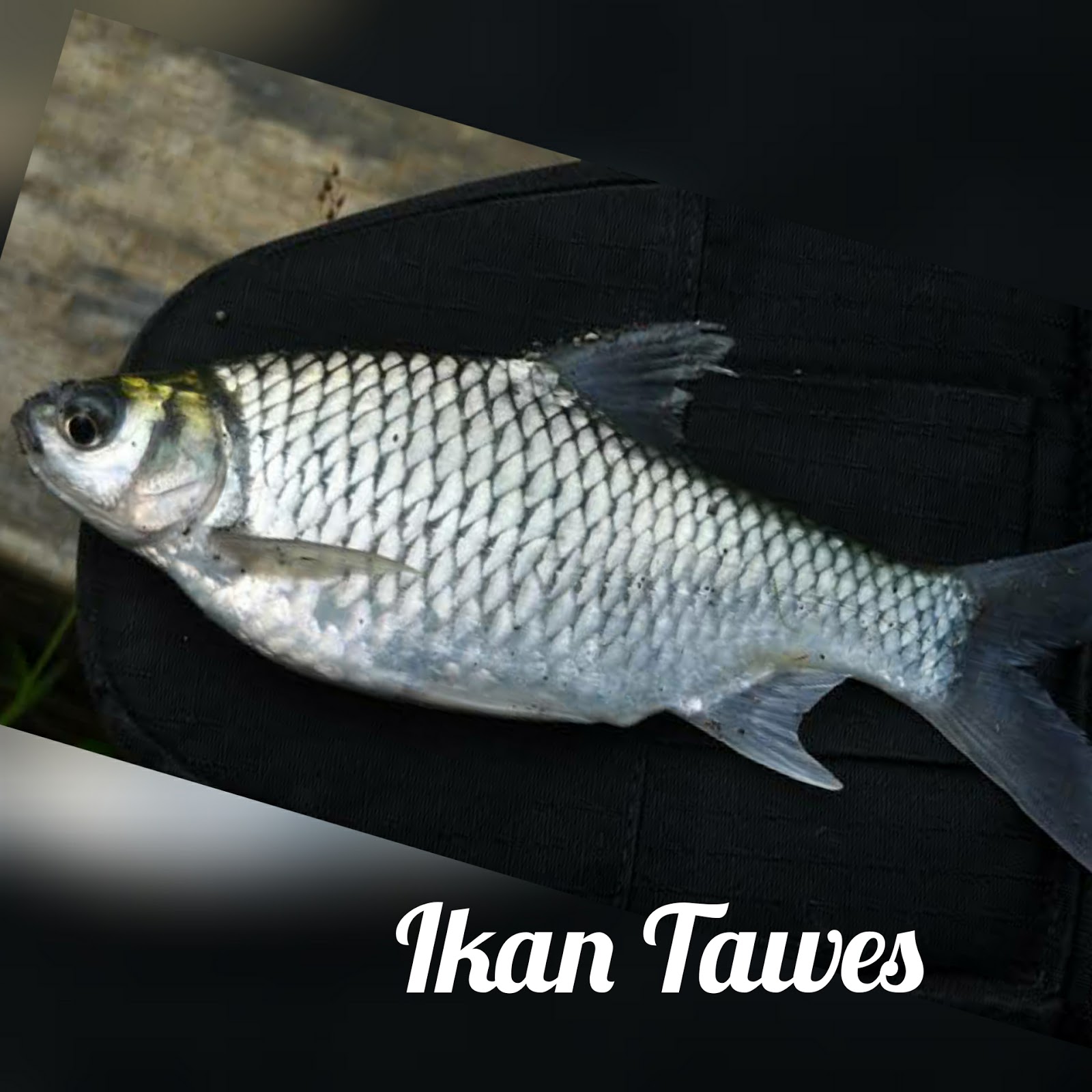 Detail Gambar Ikan Tawes Nomer 3