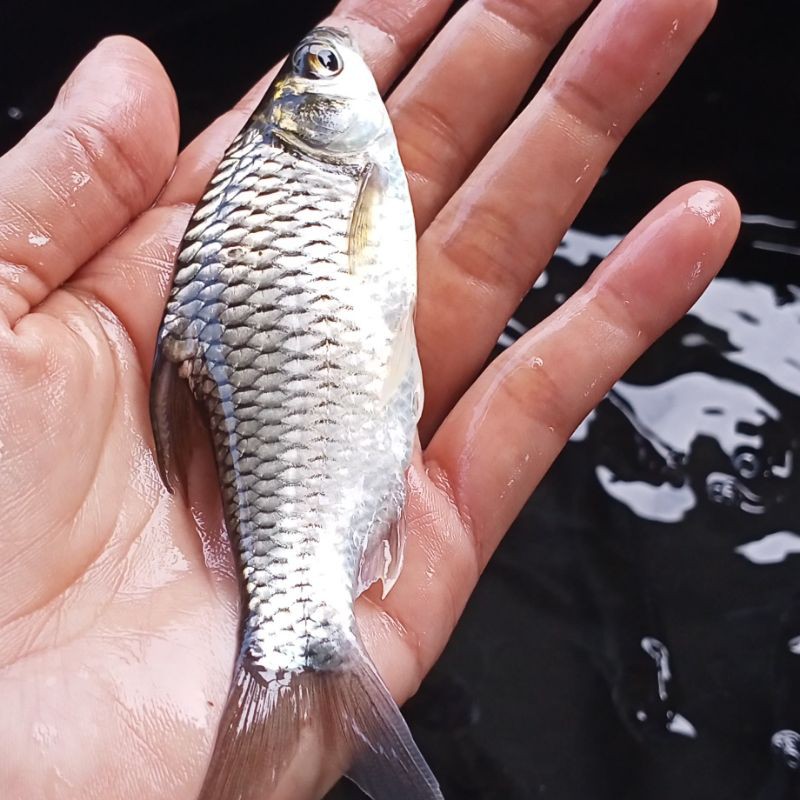 Detail Gambar Ikan Tawes Nomer 19
