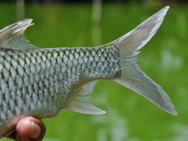 Detail Gambar Ikan Tawes Nomer 20