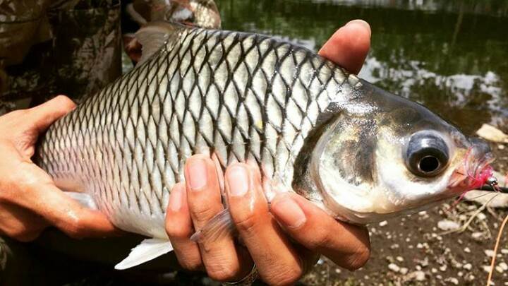 Detail Gambar Ikan Tawes Nomer 21