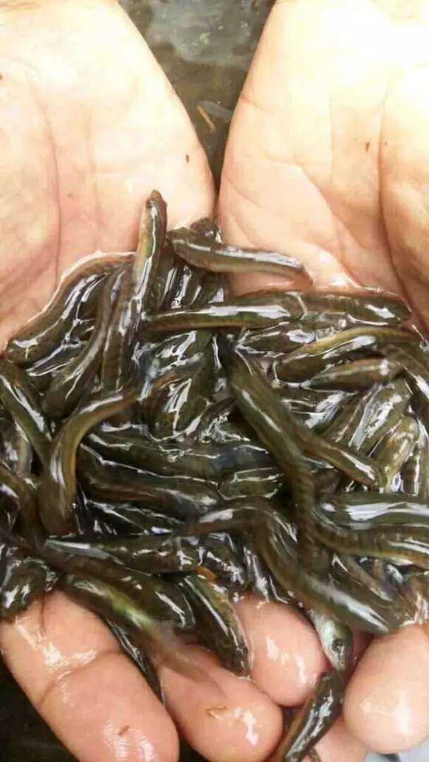 Detail Gambar Ikan Tawes Nomer 22