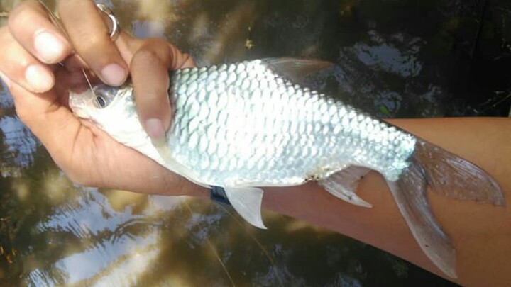 Detail Gambar Ikan Tawes Nomer 24