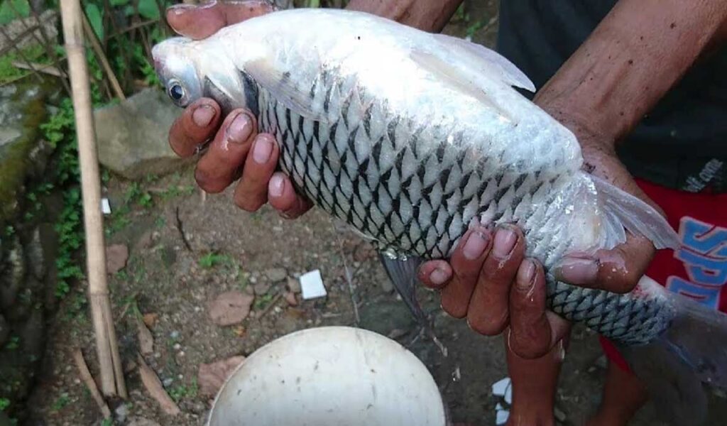 Detail Gambar Ikan Tawes Nomer 25