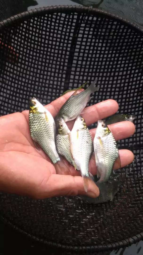 Detail Gambar Ikan Tawes Nomer 26