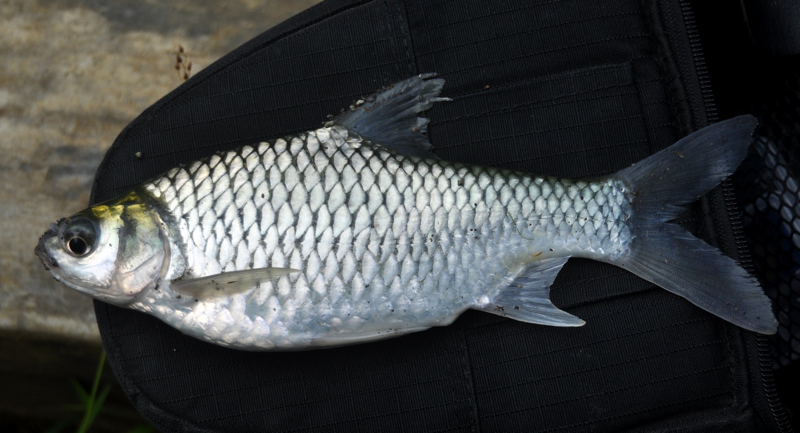 Detail Gambar Ikan Tawes Nomer 4