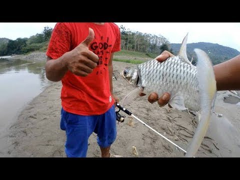Detail Gambar Ikan Tawes Nomer 28