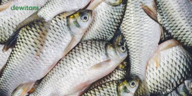Detail Gambar Ikan Tawes Nomer 29