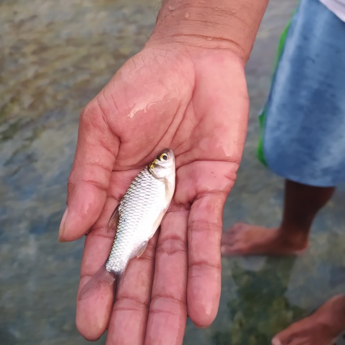 Detail Gambar Ikan Tawes Nomer 32