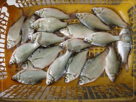 Detail Gambar Ikan Tawes Nomer 34