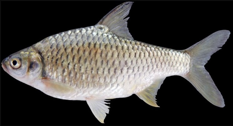 Detail Gambar Ikan Tawes Nomer 5