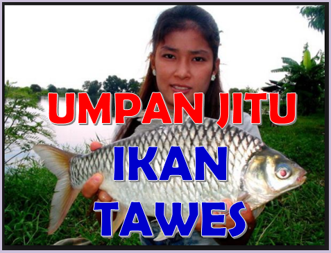 Detail Gambar Ikan Tawes Nomer 38