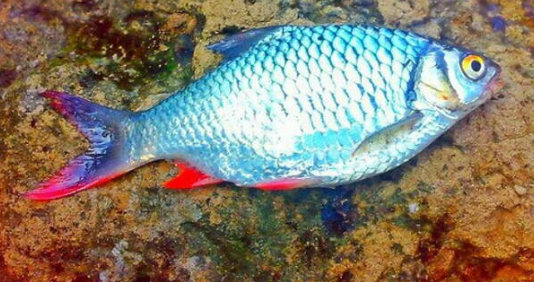 Detail Gambar Ikan Tawes Nomer 39