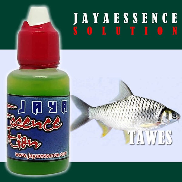 Detail Gambar Ikan Tawes Nomer 40