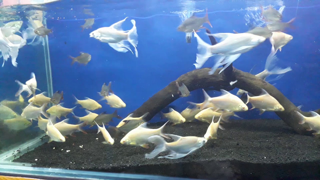 Detail Gambar Ikan Tawes Nomer 41