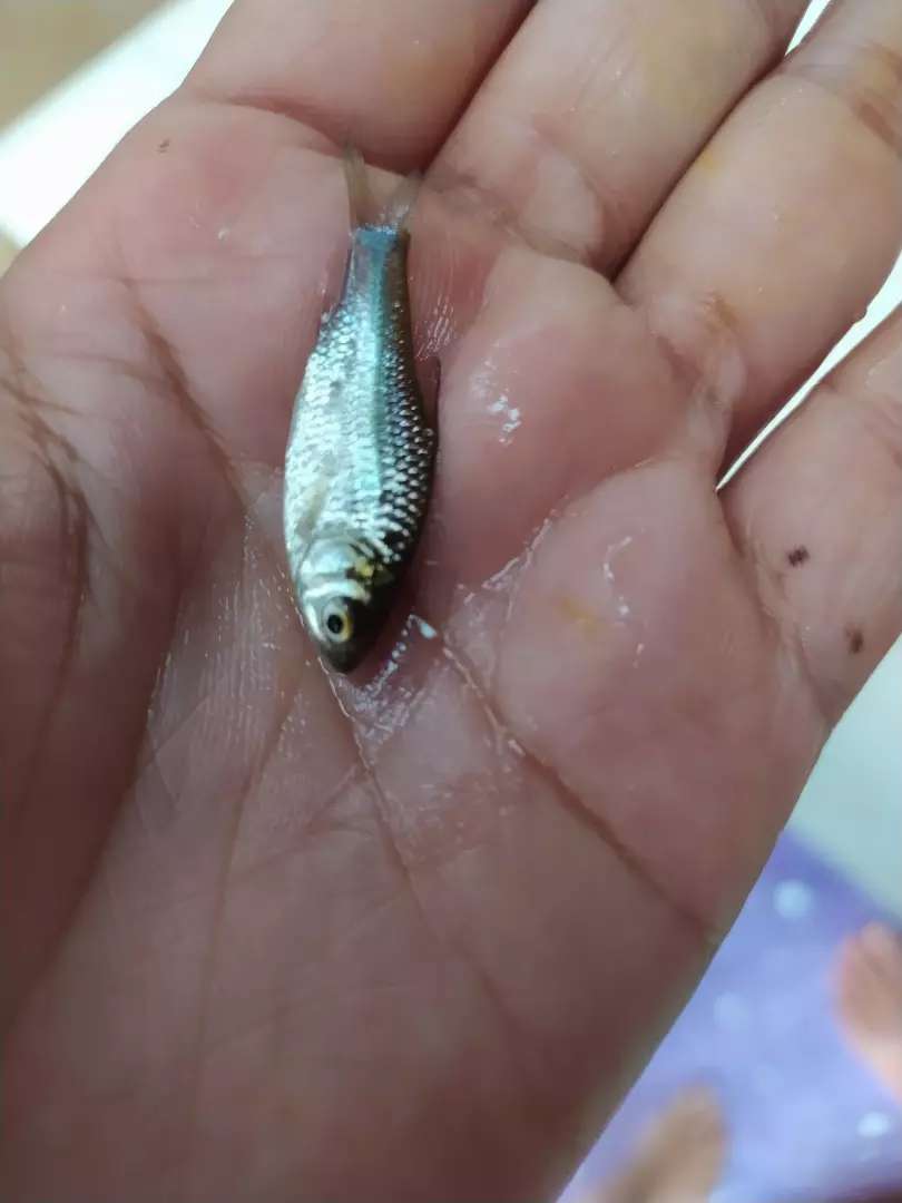 Detail Gambar Ikan Tawes Nomer 42