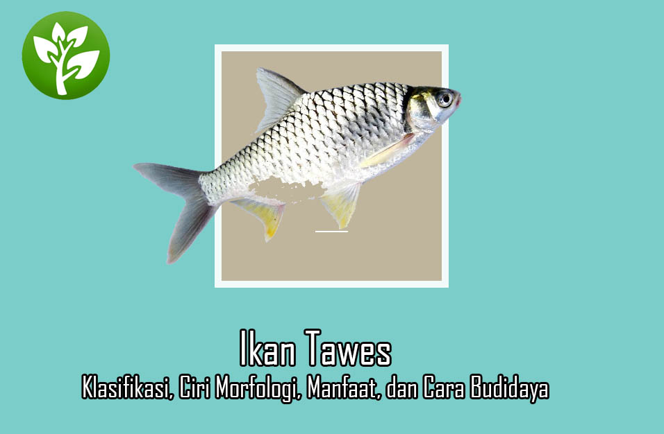 Detail Gambar Ikan Tawes Nomer 43