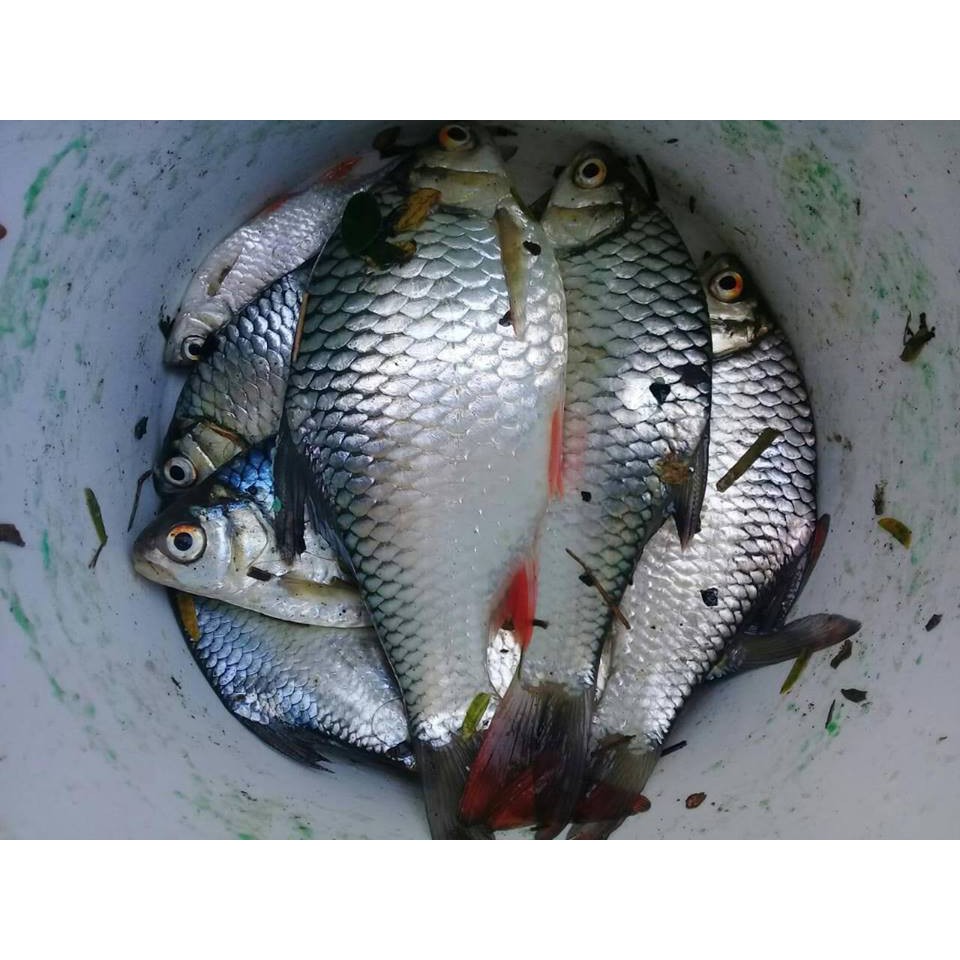 Detail Gambar Ikan Tawes Nomer 6
