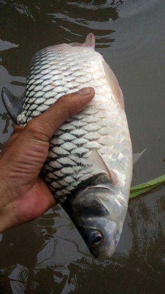 Detail Gambar Ikan Tawes Nomer 46