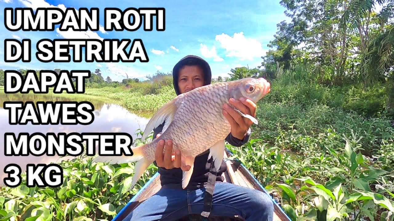 Detail Gambar Ikan Tawes Nomer 49