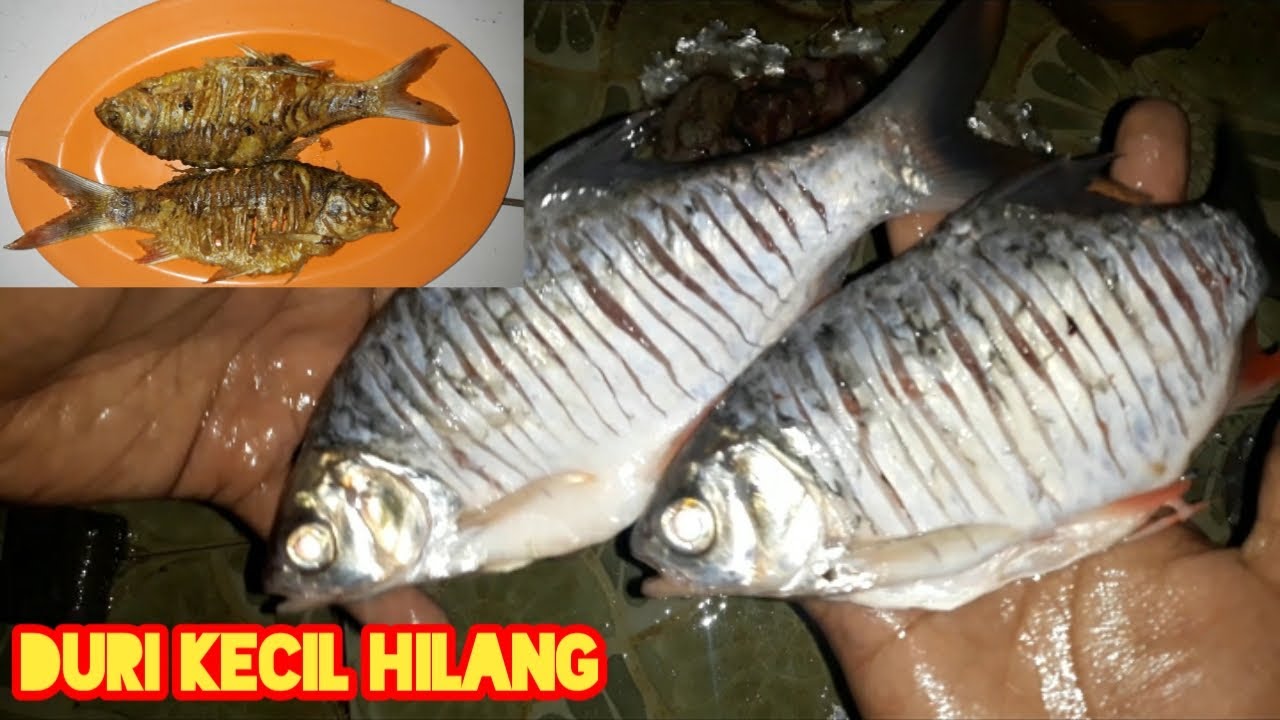 Detail Gambar Ikan Tawes Nomer 50