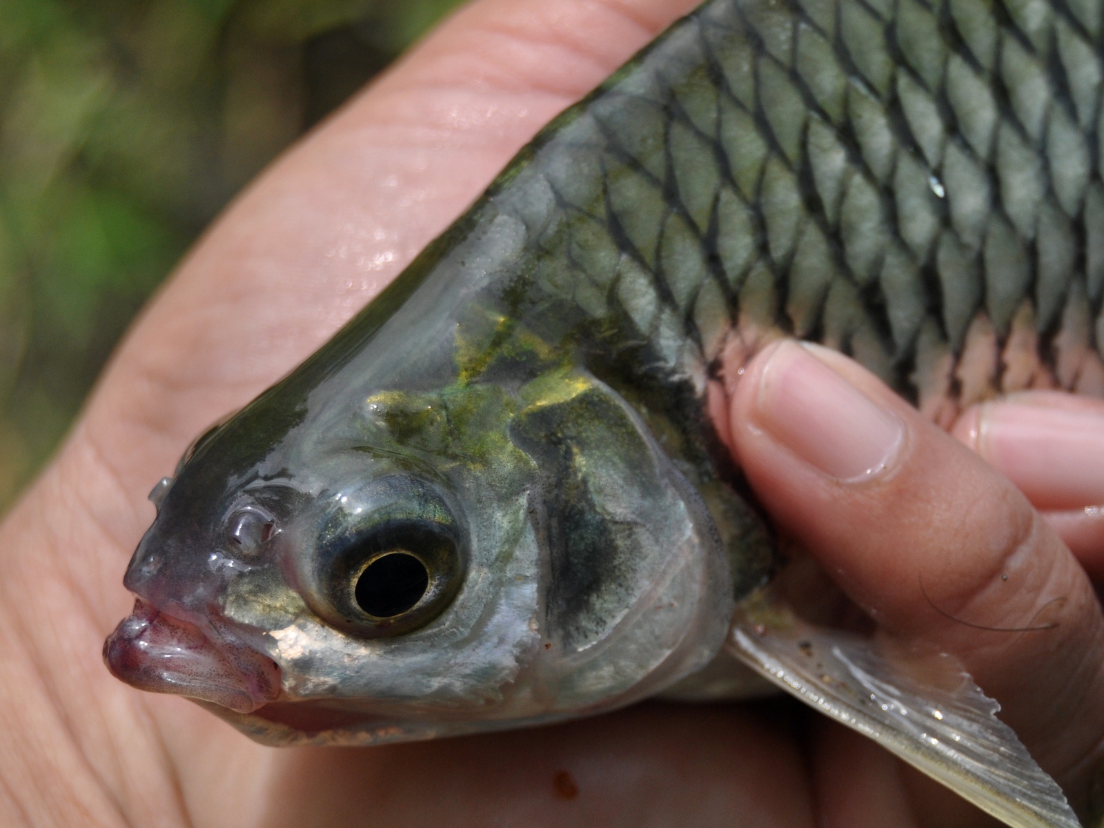 Detail Gambar Ikan Tawes Nomer 51