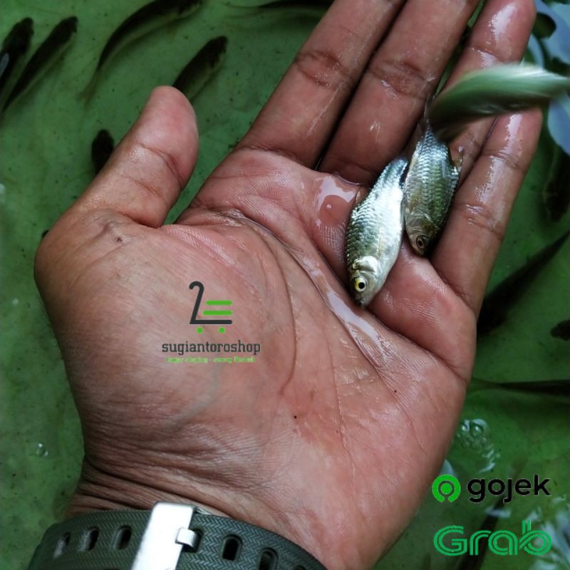 Detail Gambar Ikan Tawes Nomer 52
