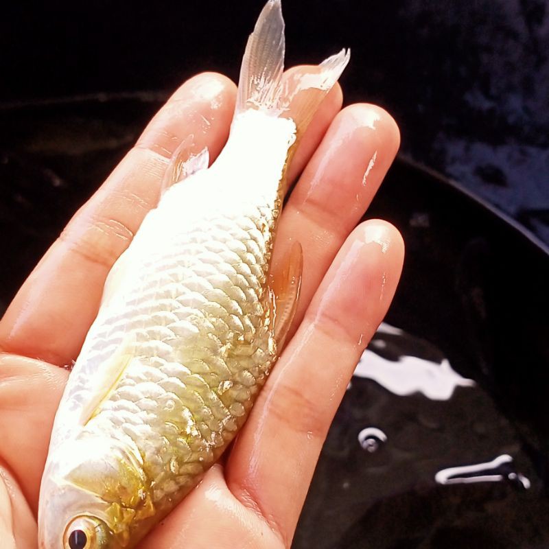 Detail Gambar Ikan Tawes Nomer 53