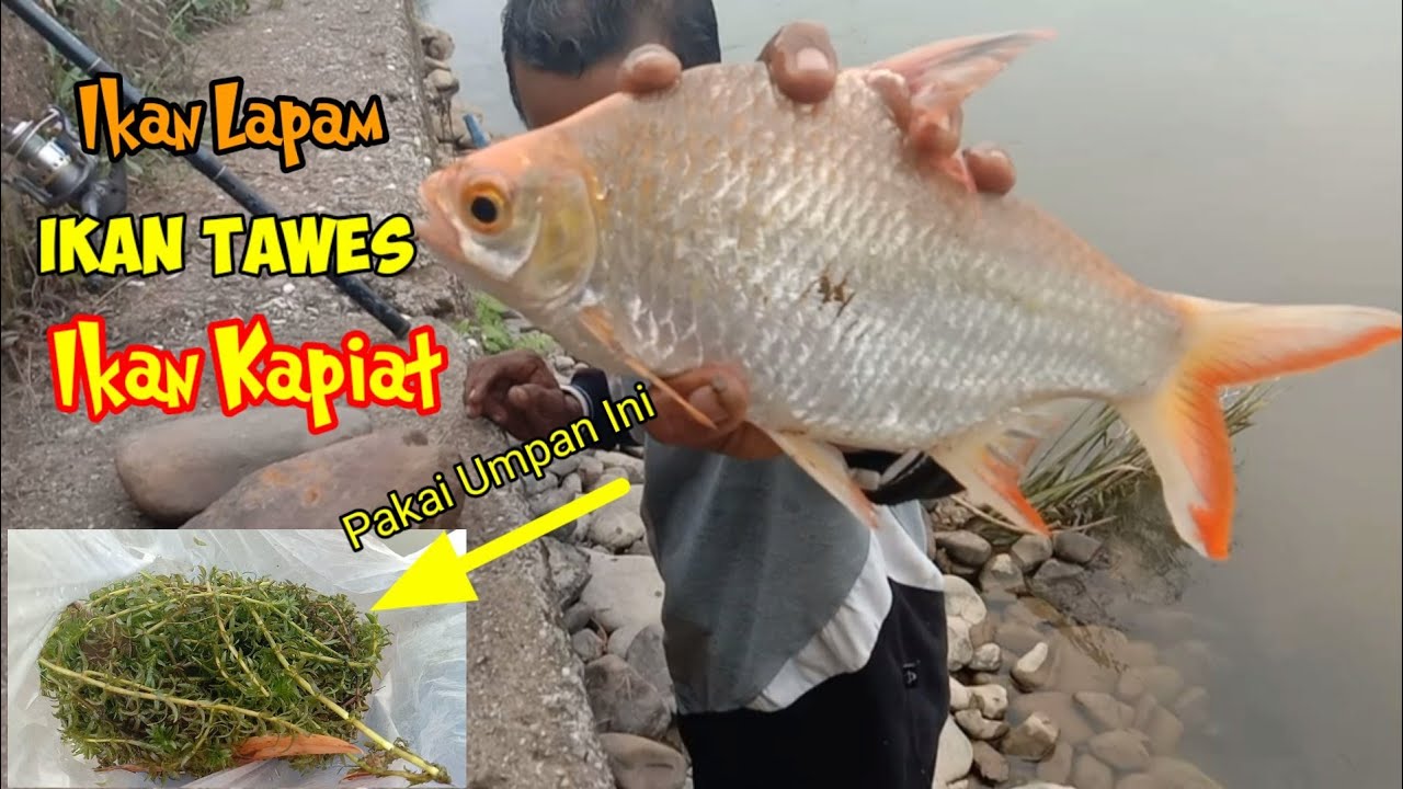 Detail Gambar Ikan Tawes Nomer 54