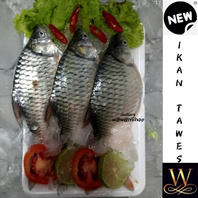 Detail Gambar Ikan Tawes Nomer 55